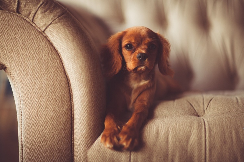 upholstery pet odor removal service